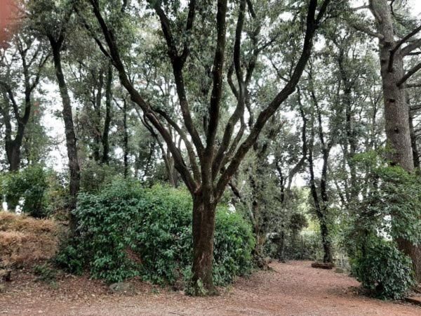 Agriturismo La Romanella Villa Viterbo Dış mekan fotoğraf