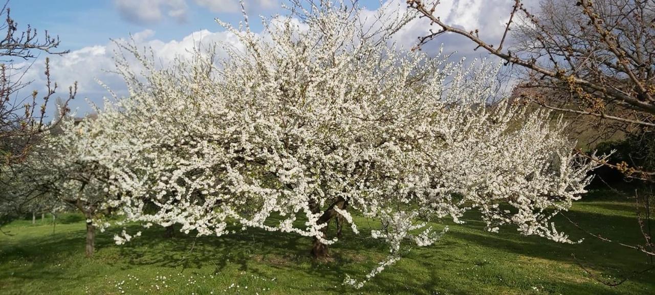 Agriturismo La Romanella Villa Viterbo Dış mekan fotoğraf