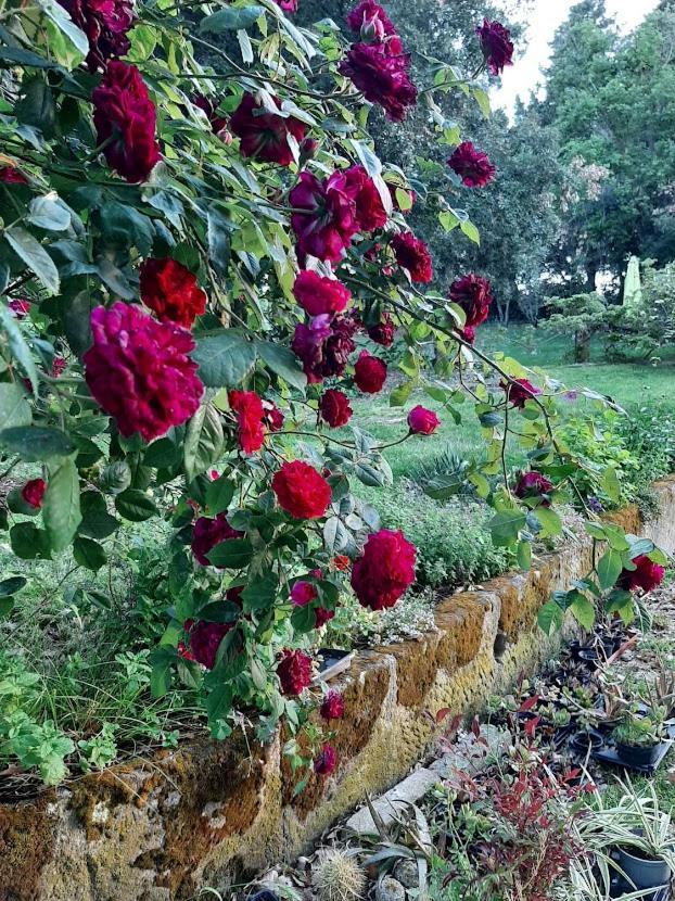 Agriturismo La Romanella Villa Viterbo Dış mekan fotoğraf