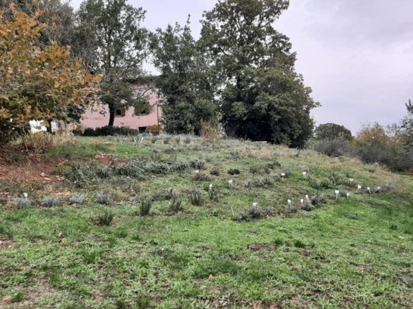 Agriturismo La Romanella Villa Viterbo Dış mekan fotoğraf